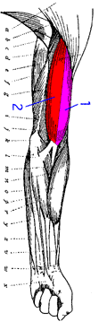 Original muscle map highlighting the Biceps region