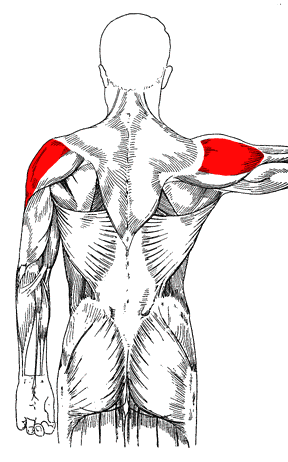 Original muscle map highlighting the Deltoid region
