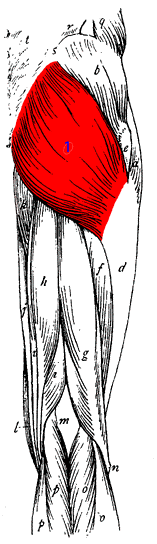 Original muscle map highlighting the Glute region