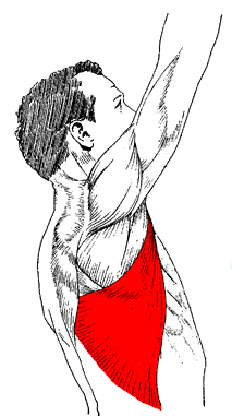 Original muscle map highlighting the Latissimus region