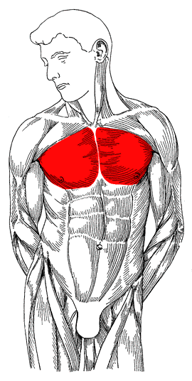 Original muscle map highlighting the Pectoral region