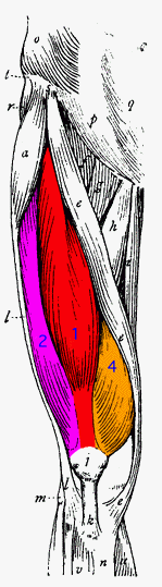 Original muscle map highlighting the Thigh / Quadriceps region