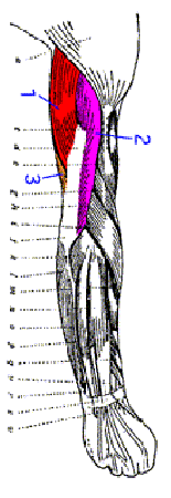 Original muscle map highlighting the Triceps region