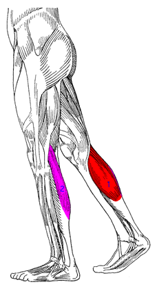 Original muscle map highlighting the Calf region